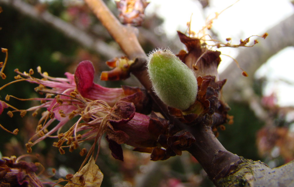 Sviluppo vegetale dell'' albicocco Prunus armeniaca